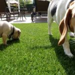 Synthetic Pet Turf Company Coronado, Artificial Pet Grass Backyard Installation