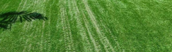 ▷7 Reasons That Your Artificial Grass Is Shedding In Coronado